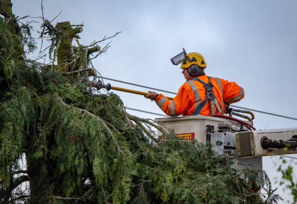 How Our Tree Care Process Works  in  Thatcher, UT