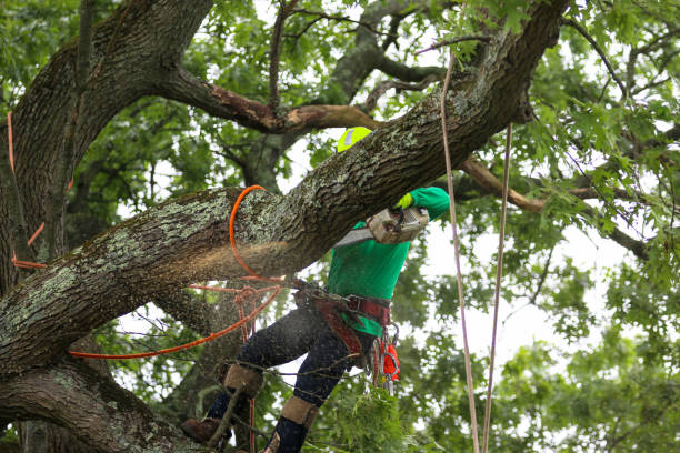 Professional Tree Services in Thatcher, UT