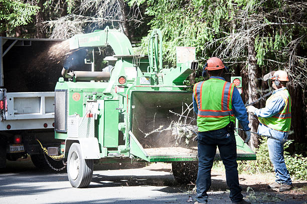 Tree and Shrub Care