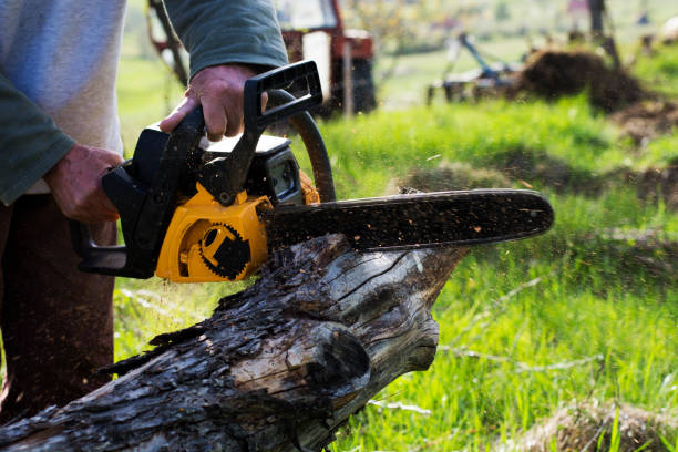 Best Hazardous Tree Removal  in Thatcher, UT